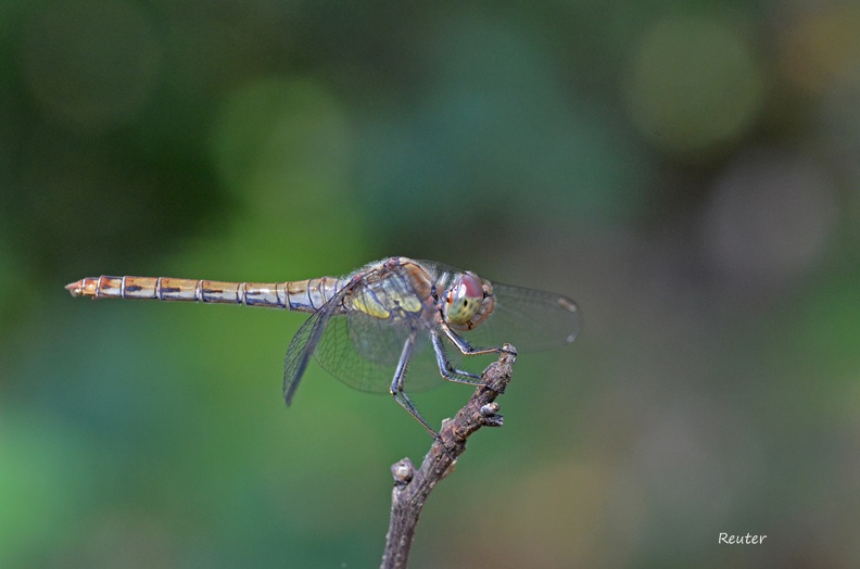 Große Heidelibelle (Sympetrum striolatum)