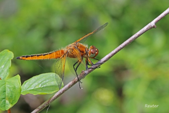 Spitzenfleck (Libellula fulva) 