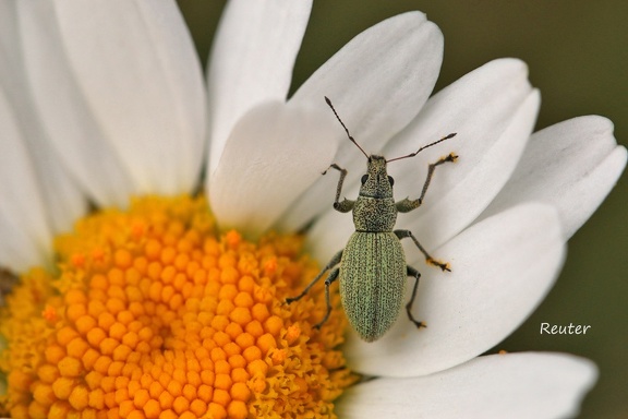 Brennessel-Grünrüssler (Phyllobius pomaceus)