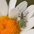 Brennessel-Grünrüssler (Phyllobius pomaceus)