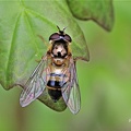 Zweiband-Wiesenschwebfliege (Epistrophe eligans)