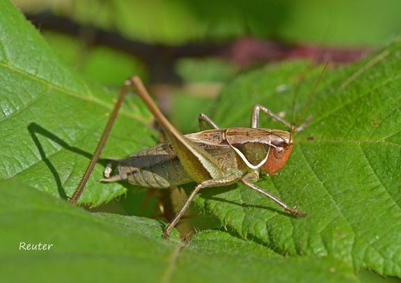 Südliche Strauchschrecke (Pholidoptera fallax)