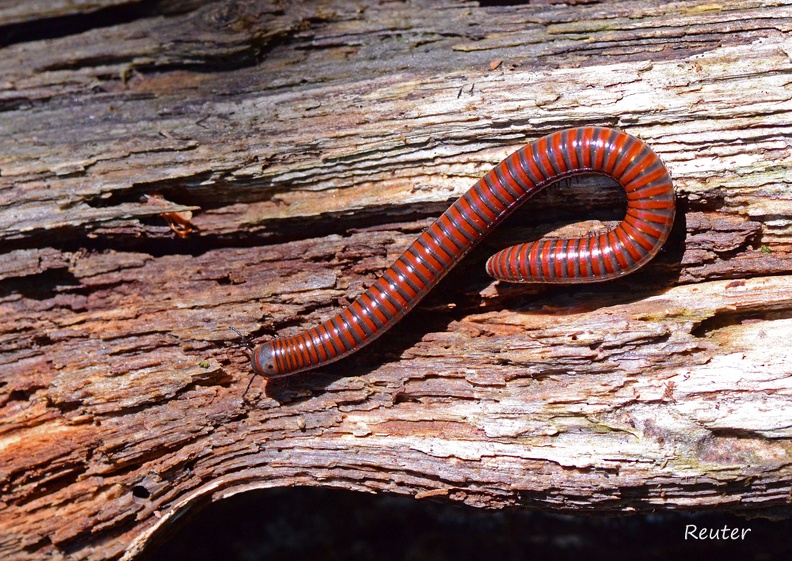 Tausendfüßer (Pachyiulus hungaricus)