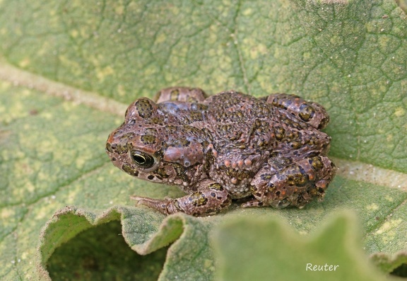 Wechselkröte (Bufo viridis) 