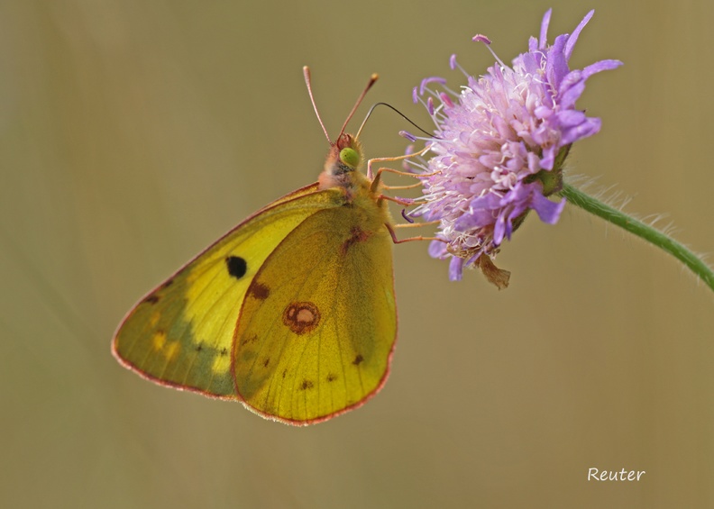 Gelbling - Clouded Yellow (Colias sp.)
Männchen - Male
Foto: Karl Reuter
Ort: Blaubeuren-Gerhausen
Kamera: Canon EOS 70 D, EF 100 mm 1:2,8 L IS USM (Canon)
Das Aussehen von Weißklee-Gelbling (Colias hyale) und Hufeisenklee-Gelbling (Colias alfacariensis) ist sehr ähnlich, so dass eine Unterscheidung anhand eines Fotos kaum möglich ist.
The physical appearance of the Pale Clouded Yellow (Colias hyale) and the Berger's Clouded Yellow (Colias alfacariensis) is very similar permitting no distinction by means of a photo. Gelbling (Colias sp.) - Gehrhausen.JPG