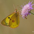 Gelbling (Colias sp.) 