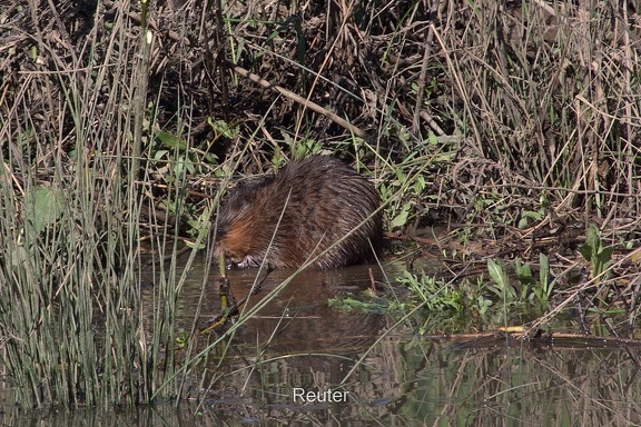 Biberratte (Myocastor coypus)