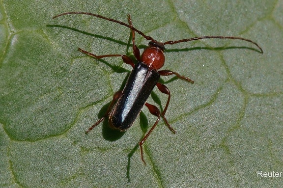 Variabler Schönbock (Phymatodes testaceus)