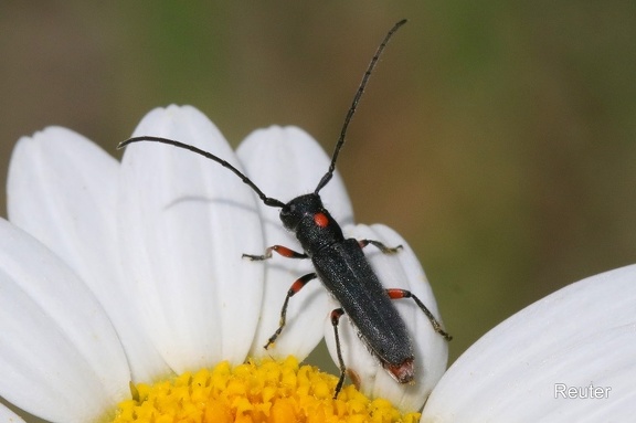 Südlicher Walzenhalsbock (Phytoecia virgula​)