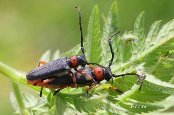 Schwarzfüßiger Walzenhalsbock (Phytoecia nigripes)