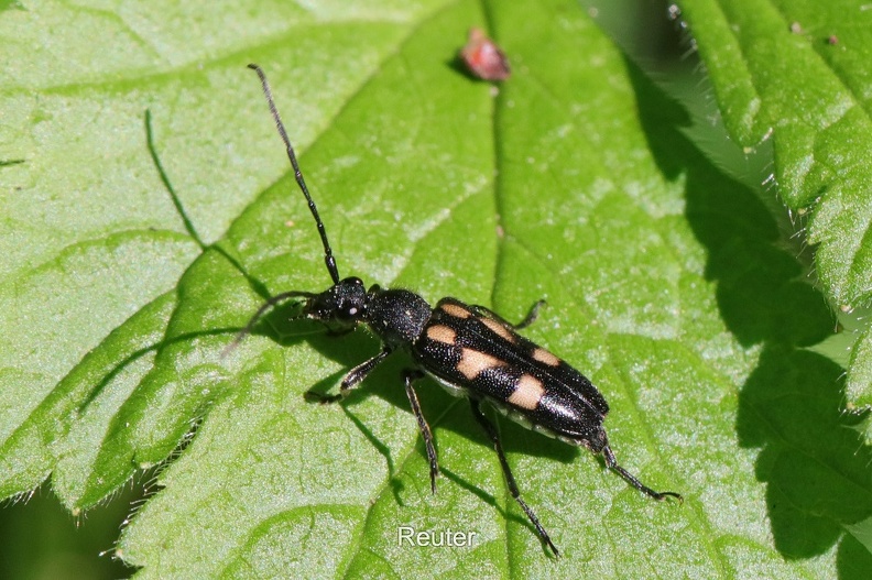 Gefleckter Halsbock - Six-spotted Longhorn Beetle (Anoplodera sexguttata)
Foto: Karl Reuter
Ort: Reutlingen-Betzingen
Kamera: Canon EOS 80 D, EF 100 mm 1:2,8 L IS USM (Canon) Gefleckter Halsbock (Anoplodera sexguttata).jpg