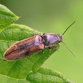 Gebänderter Schnellkäfer (Athous vittatus)