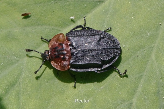 Rothalsige Silphe (Oiceoptoma thoracica)