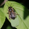 Garten-Blattschneiderbiene (Megachile willughbiella).jpg