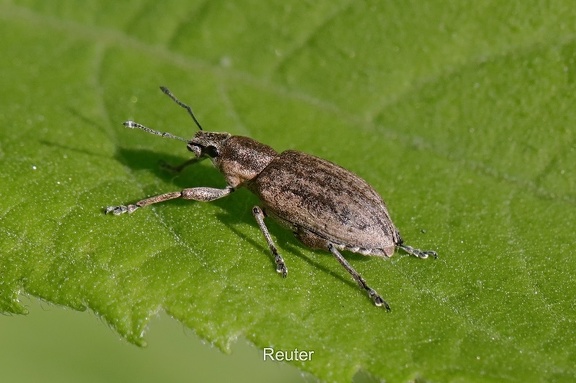 Echter Streckrüssler (Tanymecus palliatus)