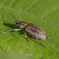 Der Echte Streckrüssler (Tanymecus palliatus).jpg