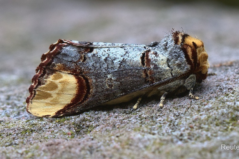 Mondfleck (Phalera bucephala)