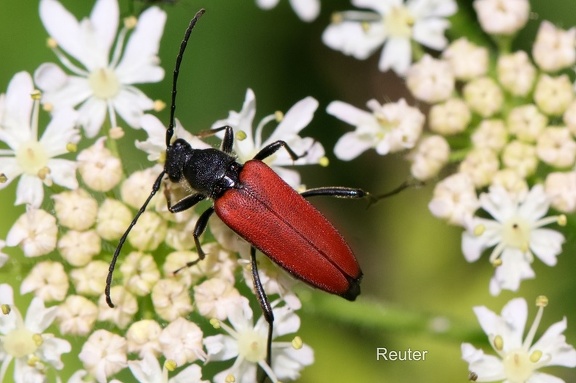 Blutroter Halsbock (Anastrangalia sanguinolenta)