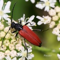 Blutroter Halsbock (Anastrangalia sanguinolenta)
