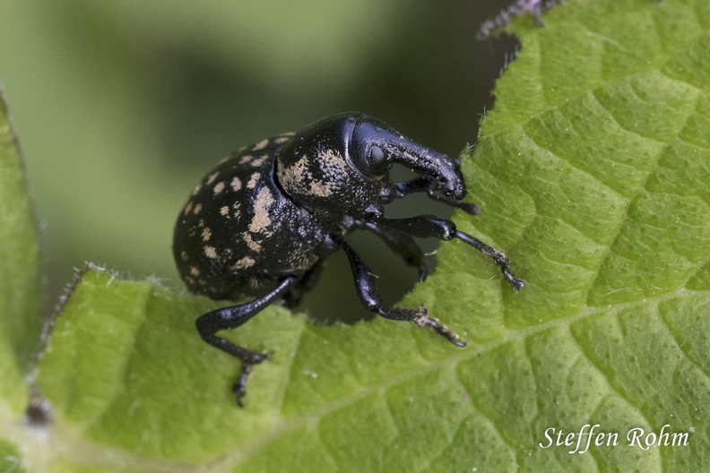 Deutscher Trägrüssler - Weevil (Liparus germanus)
Foto: Steffen Rohm
Ort: Todtmoos
Kamera: Canon EOS 80 D, Sigma Macro 105mm 1:2.8 EX DG OS HSM Steffen Rohm.jpg