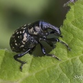 Deutscher Trägrüssler (Liparus germanus)
