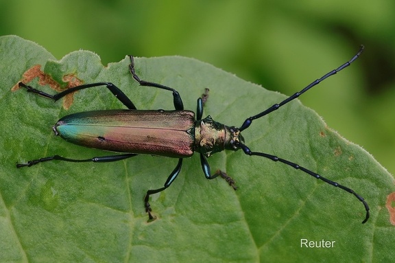 Moschusbock (Aromia moschata)