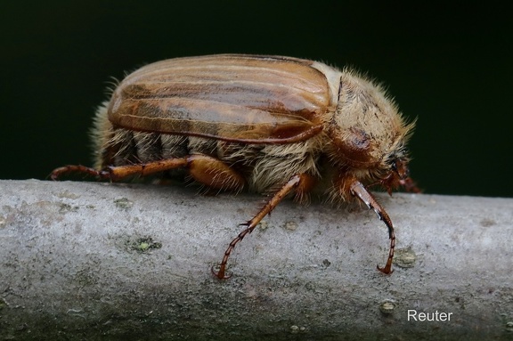 Gerippter Brachkäfer (Amphimallon solstitiale)