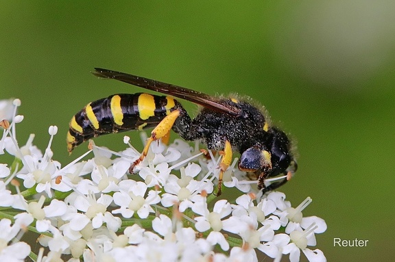 Große Grabwespe (Crabro cribarius)