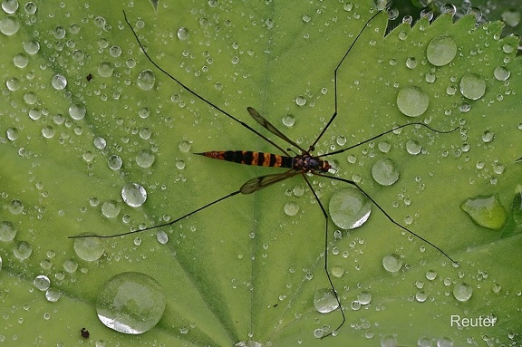 Gelbbindige Schnake (Nephrotoma crocata)