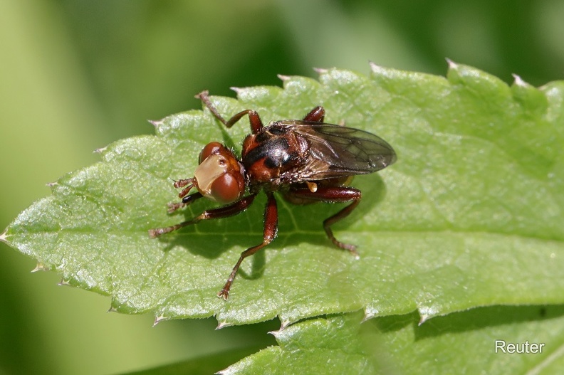 Gemeine Breitstirnblasenkopffliege (Sicus ferrugineus)