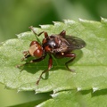 Gemeine Breitstirnblasenkopffliege (Sicus ferrugineus)