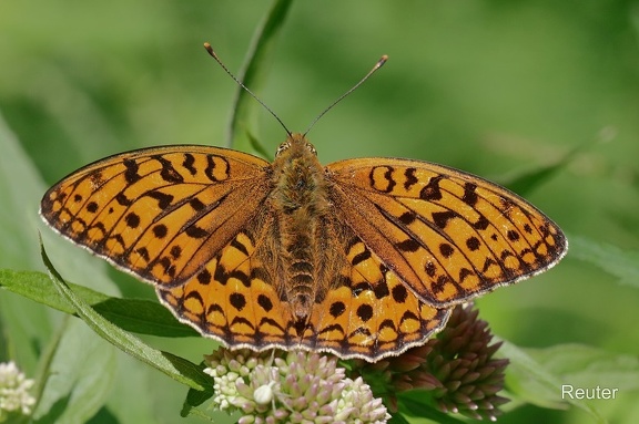 Großer Perlmutterfalter (Argynnis aglaja)