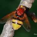 Hornissenschwebfliege (Volucella zonaria)