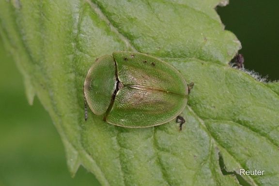 Grüner Schildkäfer (Cassida viridis)