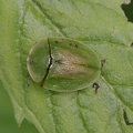 Grüner Schildkäfer (Cassida viridis)