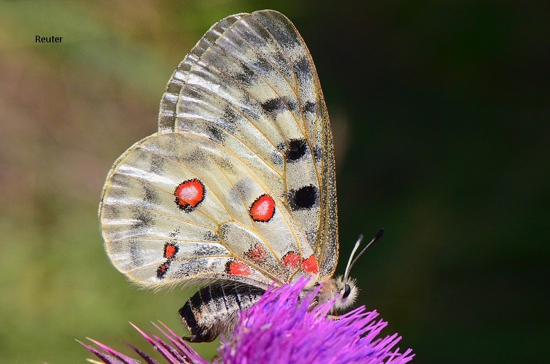 Roter Apollo - Mountain Apollo (Parnassius apollo).jpg