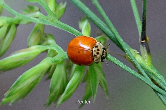 Zehnpunkt-Marienkäfer (Adalia decempunctata)