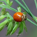 Zehnpunkt-Marienkäfer (Adalia decempunctata)