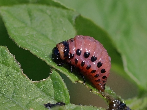 Kartoffelkäfer (Leptinotarsa decemlineata) 