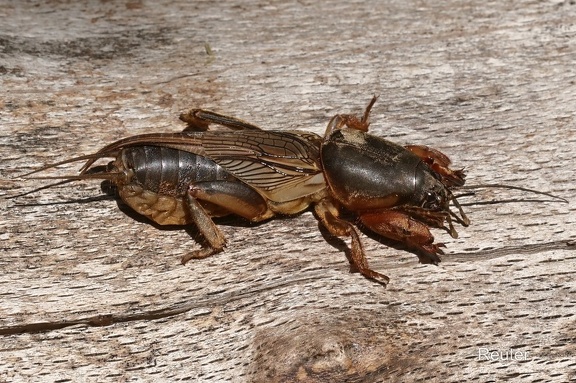 Europäische Maulwurfsgrille (Gryllotalpa gryllotalpa)
