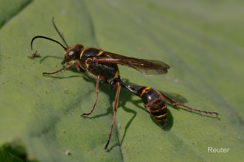 Orientalische Mauerwespe - Asian Mud-Dauber Wasp (Sceliphron curvatum)
Foto: Karl Reuter
Ort: Reutlingen-Betzingen
Kamera: Canon EOS 80 D, EF 100 mm 1:2,8 L IS USM (Canon) Mauerwespe (Sceliphron curvatum).jpg