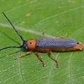 Rothalsiger Weidenbock (Oberea oculata)