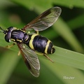Zweiband-Wespenschwebfliege (Chrysotoxum bicinctum)