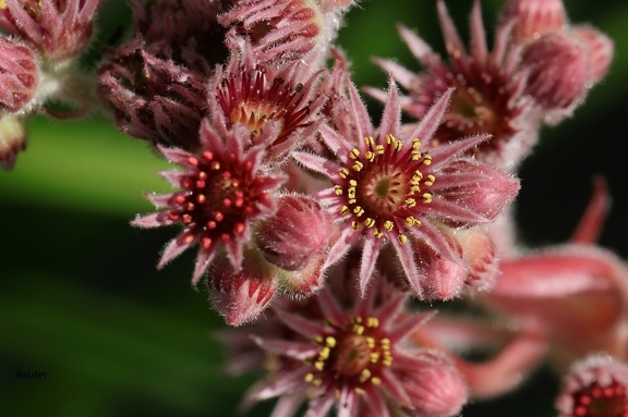 Hauswurz (Sempervivum x cultorum)