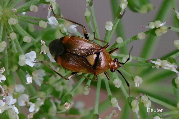 Rote Weichwanze (Deraeocoris ruber)