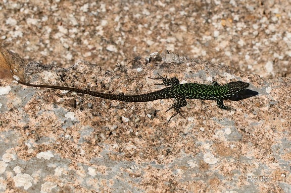 Mauereidechse (Podarcis muralis nigriventris)