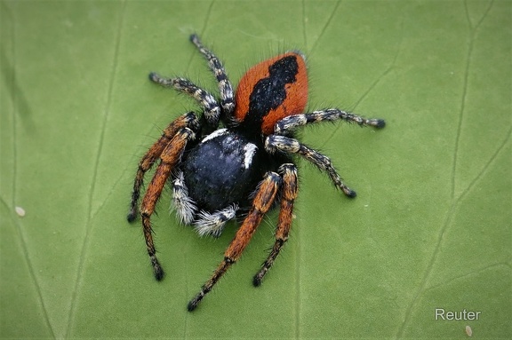 Goldaugenspringspinne (Philaeus chrysops)