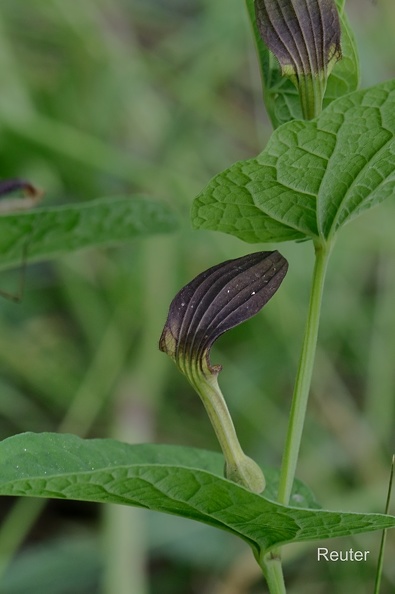 Pfeifenwinde (Aristolochia macrophylla).jpg