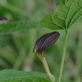 Rundblättrige Osterluzei (Aristolochia rotunda)