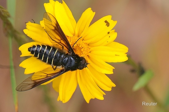 Wollschweber (Lomatia sp.)